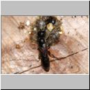 Passaloecus cf eremita - Grabwespe 20c 7mm beim Nestverschluss mit Harz.jpg